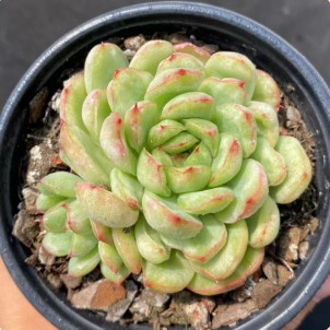 Echeveria'Ice Angel'