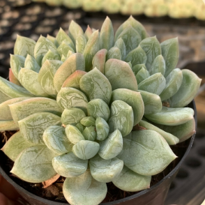 Echeveria 'Ice Can' #Succulentlife # Plantsforsale