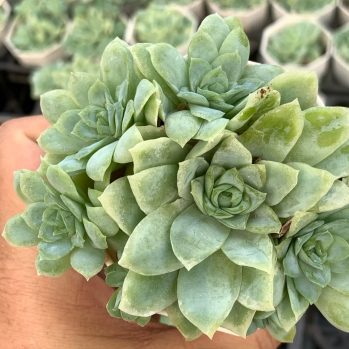 Echeveria 'Ice Rose Queen Variegata' #succulentlove #plantsforsale