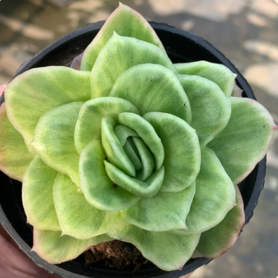 Echeveria 'Ice Rose' #succulentforsale #succulentplants