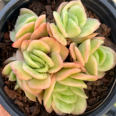 Echeveria 'Ice Rose' #wholesalesucculents #raresucculents