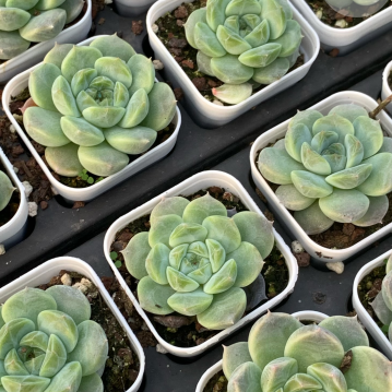 Echeveria ‘Ice Soul’#Succulents #Raresucculents