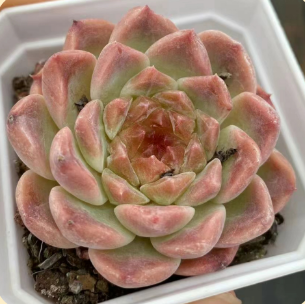 Echeveria ‘Ice Soul’#wholesalesucculents #raresucculents