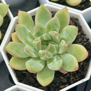 Echeveria ‘iceberg