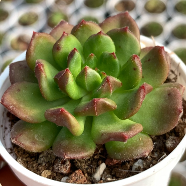 Echeveria 'iced Tea'