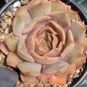 Echeveria 'kiss'
