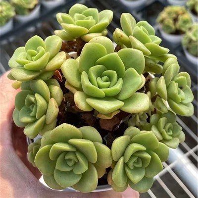 Echeveria ‘Lily Lily’ Rare Succulent Plants