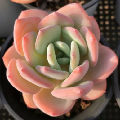 Echeveria ‘Moonlight’