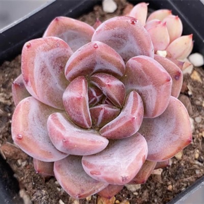 Echeveria Orange Ebony