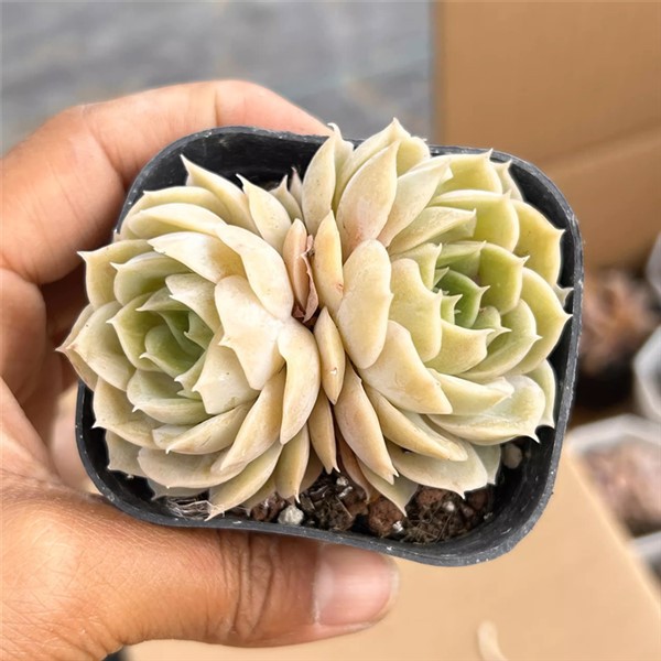 Echeveria Pink Sea Double Head