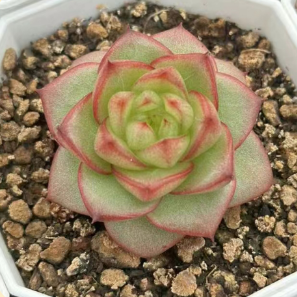 Echeveria 'Polaris
