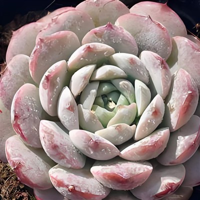 Echeveria ‘Queen Aeryn’
