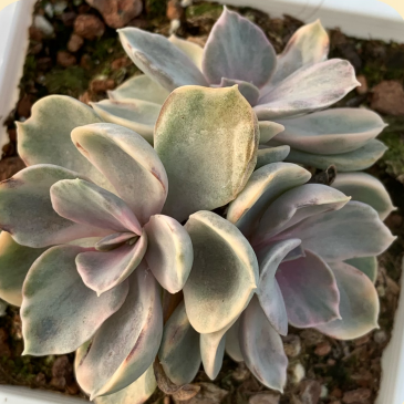 Echeveria 'rainbow' #succulentforsale #rareplants