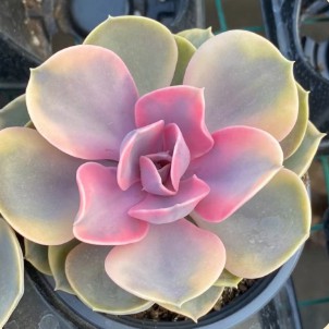 Echeveria 'rainbow' #succulentlife #rareplants
