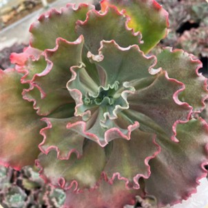 Echeveria 'Shell Flower Granules