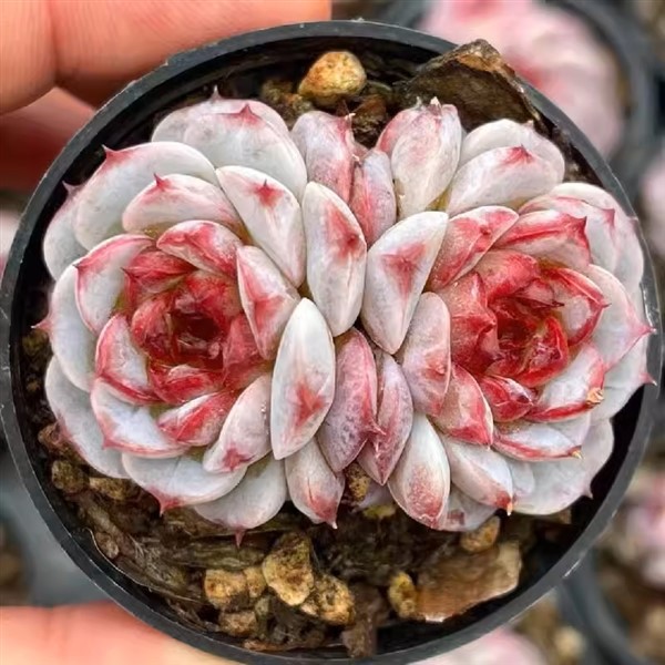 Echeveria SugarHeart Velvet Double Head