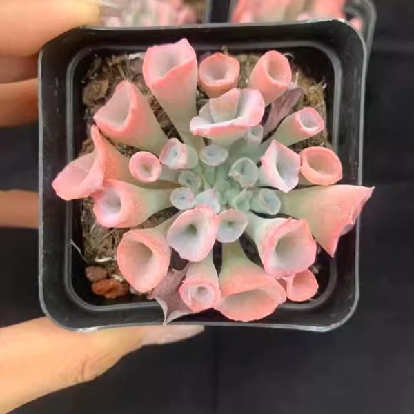 Echeveria Trumpet Pinky