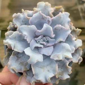 Echeveria 'White Dumpling' Succulent Plants
