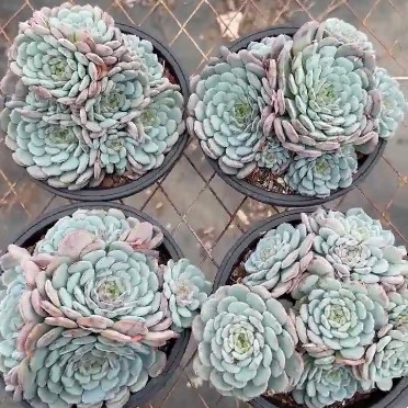 Echeveria ‘White Fat Man’ Rare Plants
