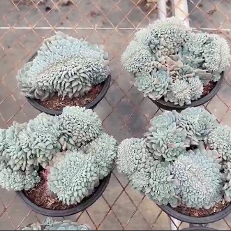 Echeveria ‘White Fat Man’ Whole Plants