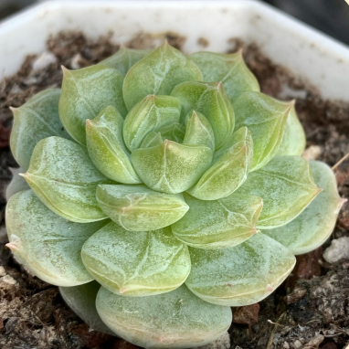 Echeveria 'White Lovers' Succulent Plants