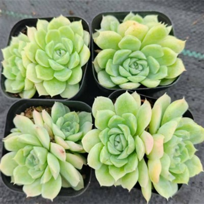 Echeveria ‘White Moon Shadow’ Rare Succulent Plants