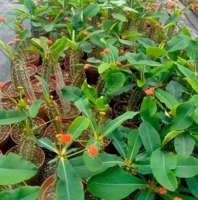 Euphorbia Bergeri