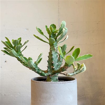 Euphorbia Neriifolia