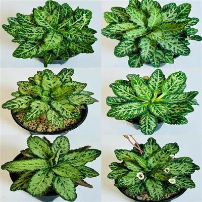 Euphorbia Spannringii