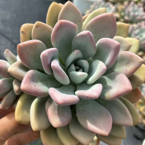 Graptoveria 'Opalina' Plant