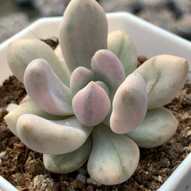 Graptoveria 'Opalina' Succulent Plants