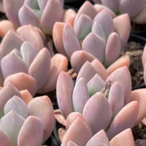 Graptoveria 'Opalina' Succulent