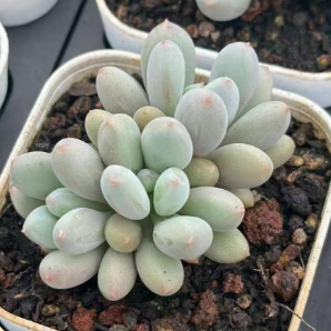 Pachyphytum 'Gemstone Beauty'