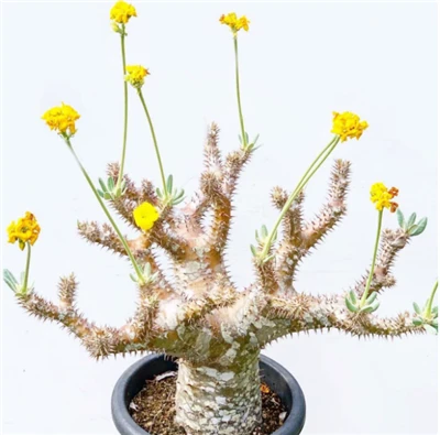 Pachypodium Densiflorum