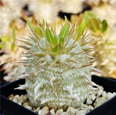 Pachypodium Eburneum
