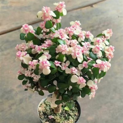 Portulacaria Afra