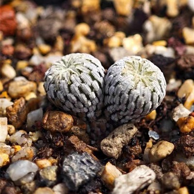 Turbinicarpus Pseudopectinatus